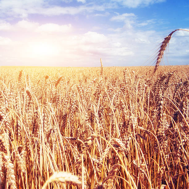 istock golden wheat field and sunny day 485059730