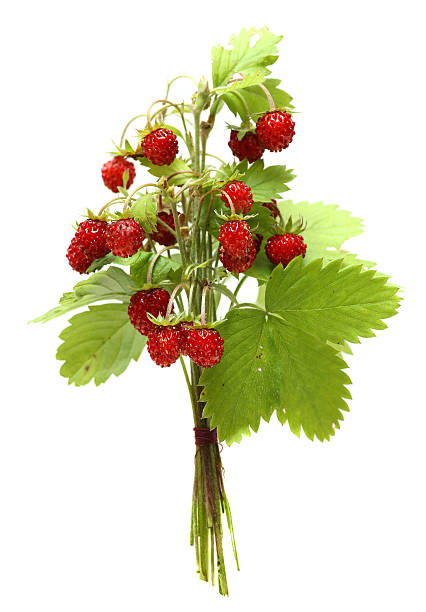 Strawberries. bouquet berries and leaves of wild strawberry isolated on stock photo