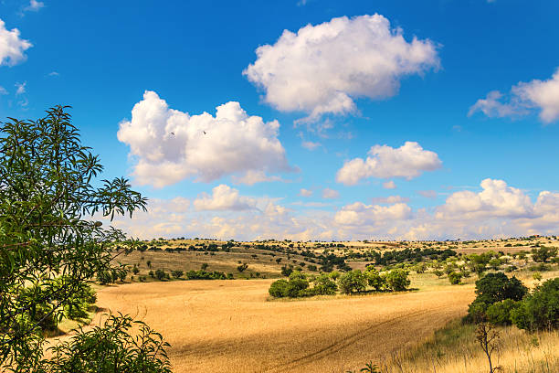 RURAL LANDSCAPE SUMMER. Alta Murgia National Park: cornfield in the clouds.Apulia (ITALY)