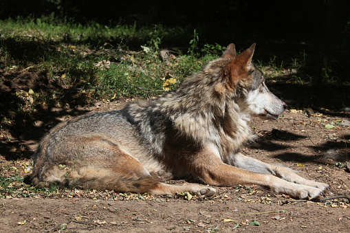 Canadian timberwolf (Canis lupus occidentalis) standing on a rock in front of a forest.