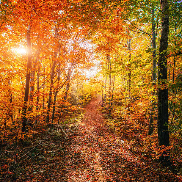 istock Forest Road in the autumn. Autumn Landscape. 485061338