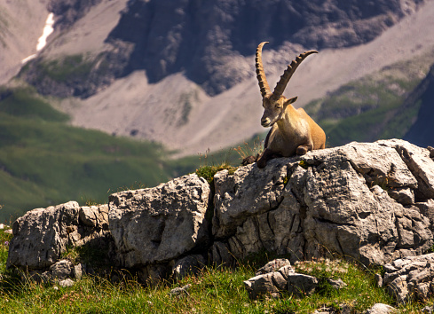 Picture of a chamois sitting on a rock infront of a mountain in the European Alps. The picture was taken in the Allgäu (Allgau), Germany.