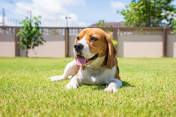 istock Portrait cute beagle puppy dog looking up 485064650