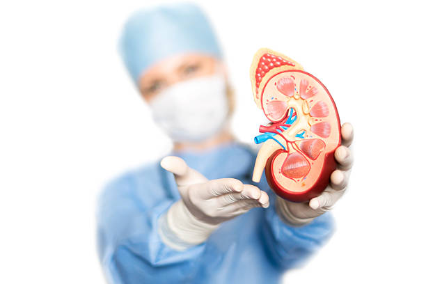 Kidney with doctor Surgeon holding artificial kidney nephropathy photos stock pictures, royalty-free photos & images