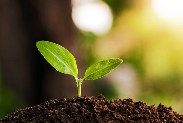 istock young plant grow and sunshine 485065258