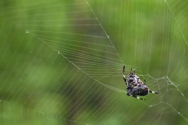 Cross tee spider in its network eats prey.