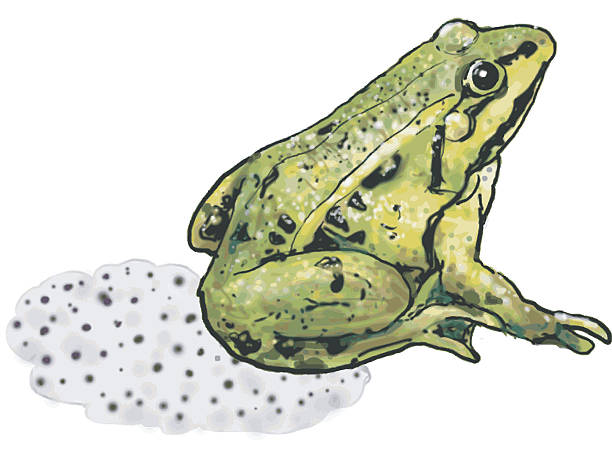 Green Frog Stock Illustration - Download Image Now - 2015, Adult, Amphibian  - iStock