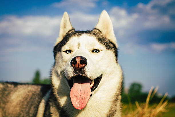 istock Portrait of a dog 485066754