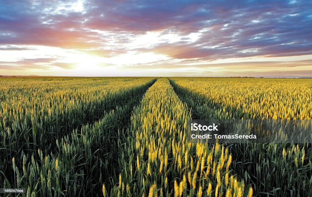 Campo de trigo no pôr do sol - Foto de stock de 2015 royalty-free