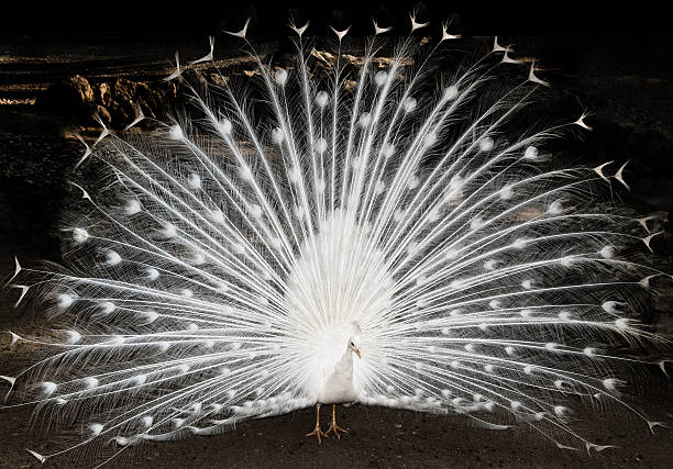 white peacock feathers showing stock photo