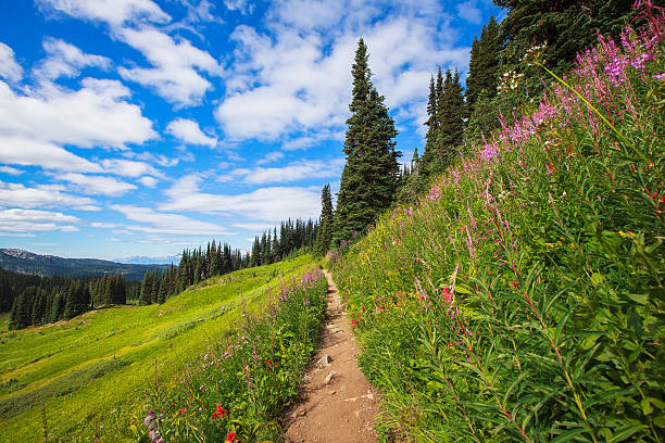 istock Path of wild flowers 485070348