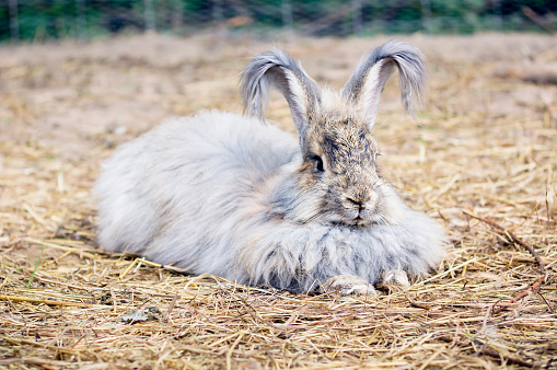 THE ANGORA RABBIT IS A VARIETY OF DOMESTIC RABBIT BRED FOR ITS LONG, SOFT WOOL.