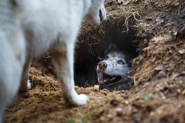 Husky in a hole stock photo