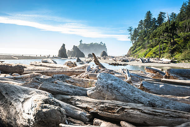 Ruby beach in Washington State Ruby beach in Washington State washington state coast stock pictures, royalty-free photos & images