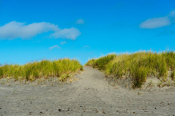 istock European Beachgrass Sand Trail at Long Beach Washington Area 485072810