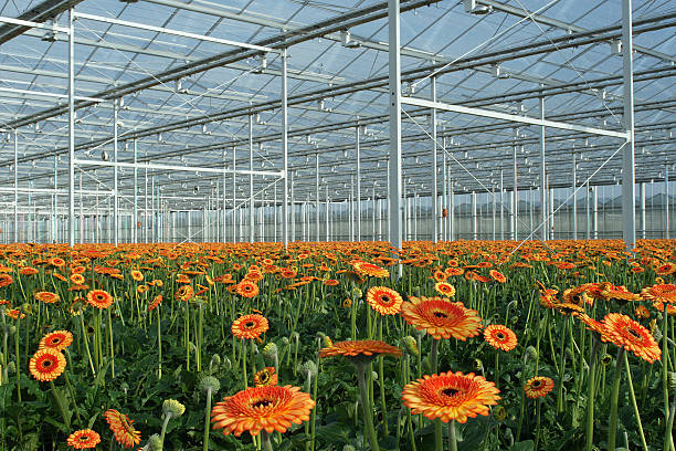 Modern greenhouse with orange gerberas
