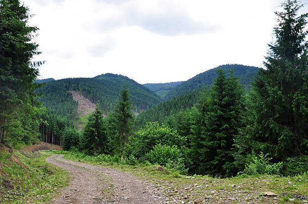 istock road in the forest in the mountains 485073550