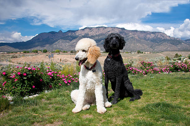istock Black and White Standard Poodles in Garden 485074016