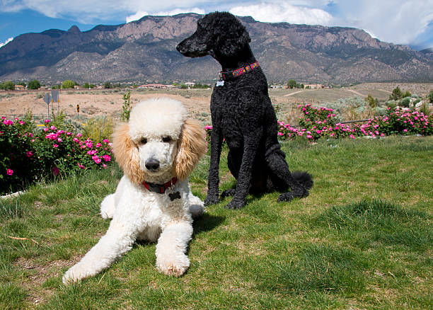 istock Black and White Standard Poodles in Garden 485074038