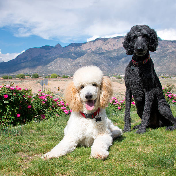 istock Black and White Standard Poodles in Garden 485074042