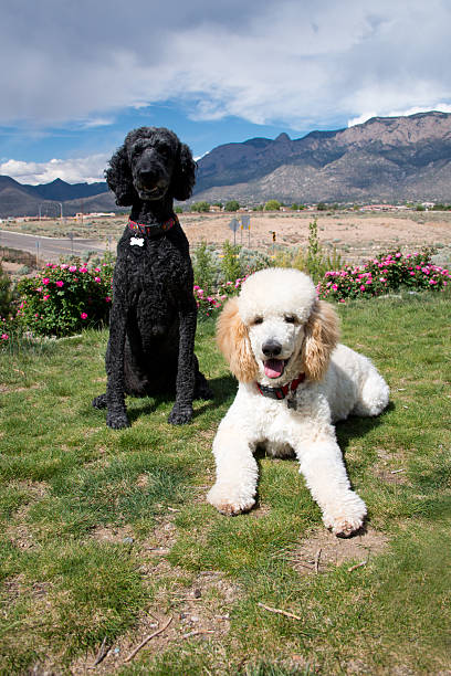 istock Black and White Standard Poodles in Garden 485074046