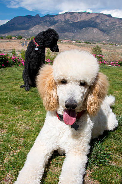 istock Black and White Standard Poodles in Garden 485074048