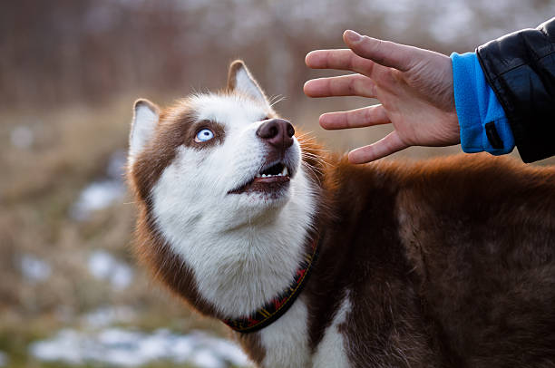 Red husky and hand of man stock photo