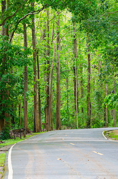 istock Road to the nature forest 485075777