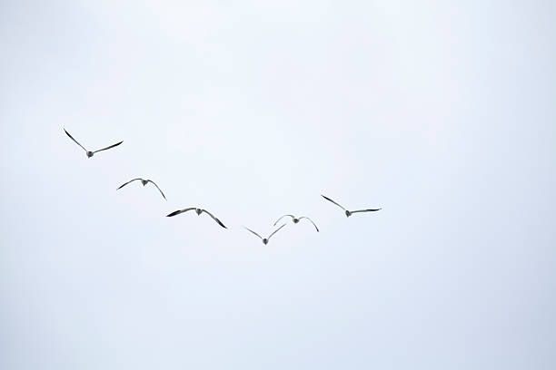 gruppo di oche delle nevi - bird animal flock of birds number 6 foto e immagini stock