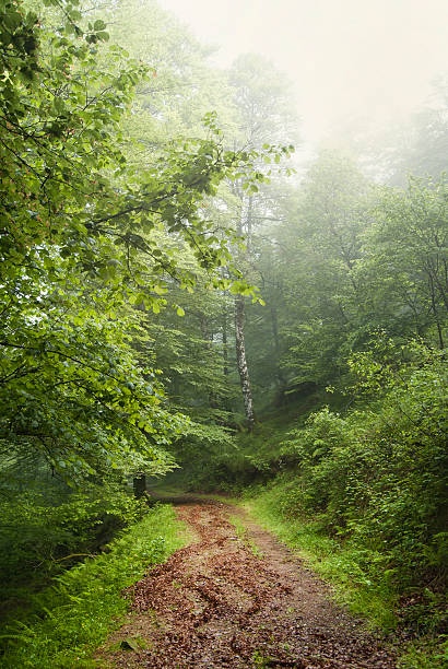 sendero del bosque - glade england autumn forest fotografías e imágenes de stock