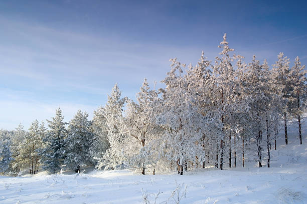 istock Evening winter landscape with pines on the hill 485075977