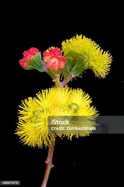 Gum Tree Blossom Stock Photo - Download Image Now - Australia, Blossom, Bud