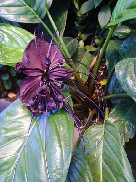 Bat flower,herb in south-eastern Asia