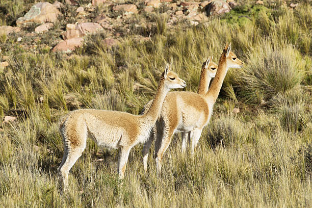Vicunas in the meadows of Salta province Vicunas in the meadows of Salta province, Argentina achinoam nini photos stock pictures, royalty-free photos & images
