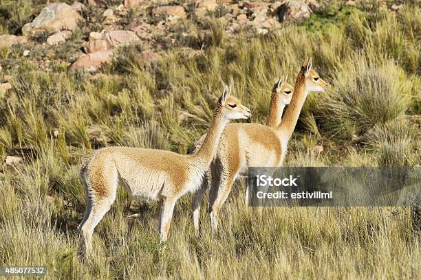 Vicunas In The Meadows Of Salta Province Stock Photo - Download Image Now - Achinoam Nini, 2015, Altiplano