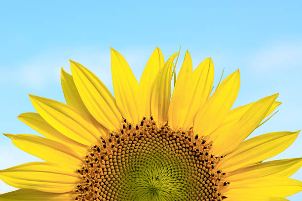 istock Sunflower against the blue sky. 485077632