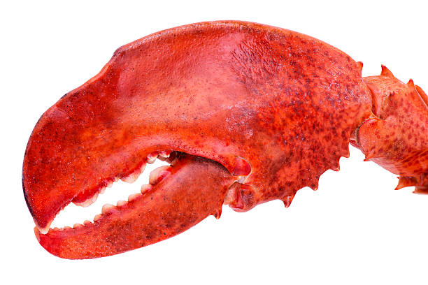 Lobster claw stock photo