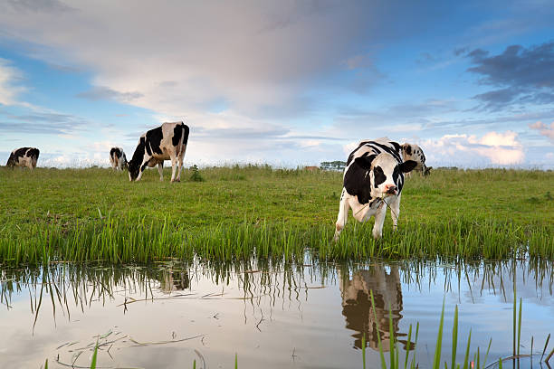istock cow grazing on pasture by river 485078016