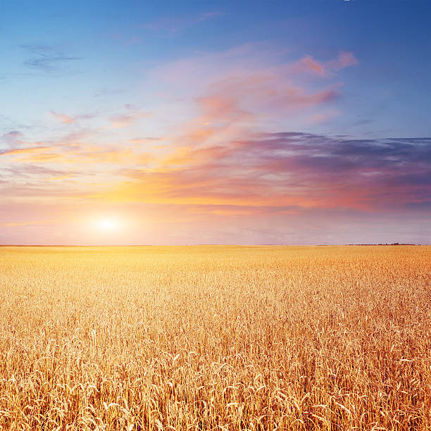 istock Blue sky and golden field of wheat. 485078084