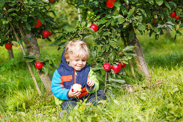 istock Little toddler boy  picking red apples in an orchard 485078235