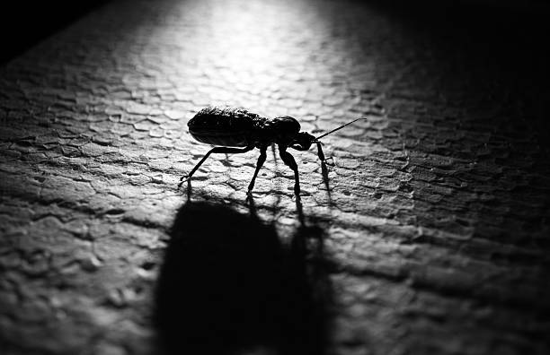 Bugs Life bug unders lighting effect with shadow in black and white hercules beetle stock pictures, royalty-free photos & images