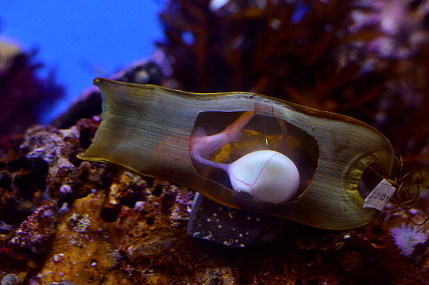 Shark Egg Close up of a shark egg.  animal zygote stock pictures, royalty-free photos & images