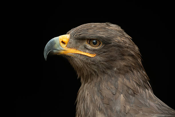 istock Golden Eagle (Aquila chrysaetos) XXXL 485080325