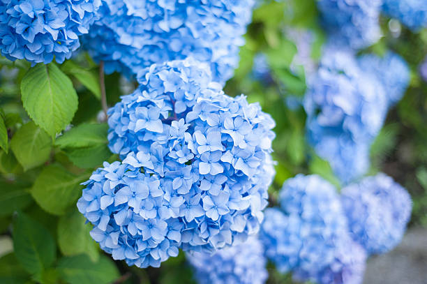 hydrangea hydrangea blue hydrangeas summer hydrangea stock pictures, royalty-free photos & images