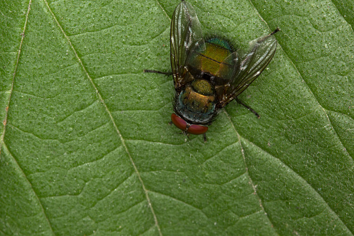 Closeup of a green fly on a green leaf