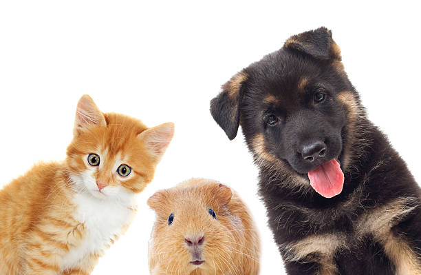 istock kitten and puppy and guinea pig looking 485080580