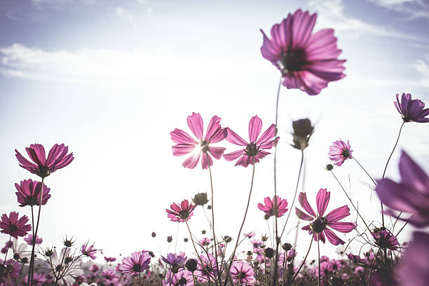 istock Vintage Cosmos flowers field 485080683