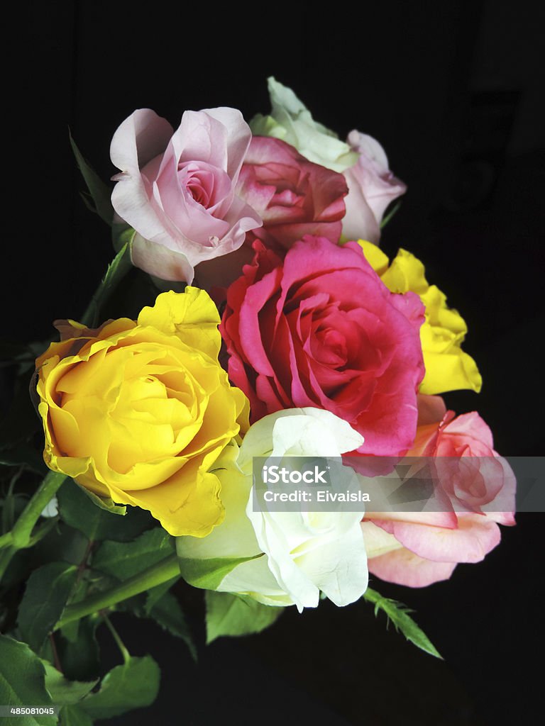 Роз на черный - Стоковые фото Ароматический роялти-фри