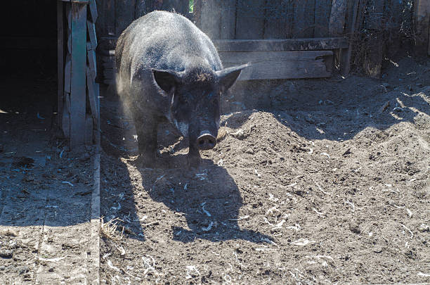 istock Big black fat pig at the farm 485081382