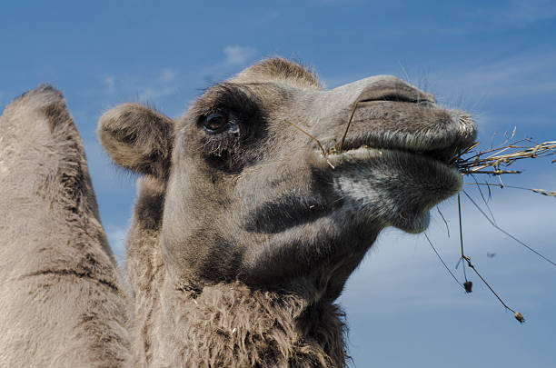 istock Camel chews on a bunch of grass 485081420